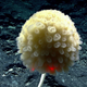Image courtesy of the NOAA Office of Ocean Exploration and Research, 2017 Laulima O Ka Moana.